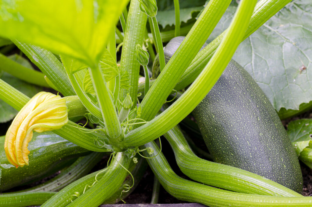Zucchini Farming Profit Per Acre