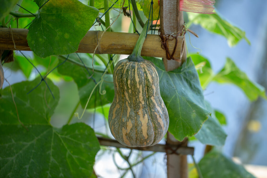 Squash Farming Profit Per Acre