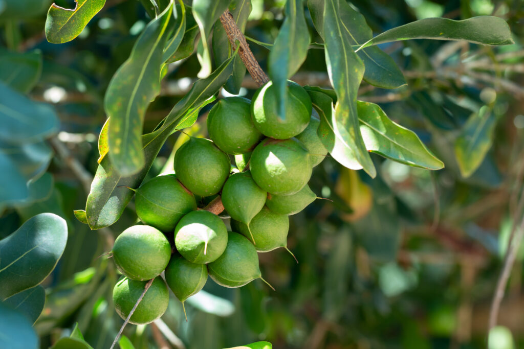 Macadamia Nut Farming Profit Per Acre