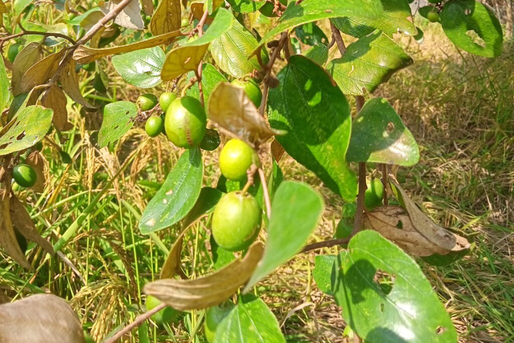 Jujube Farming Profit Per Acre (Apple ber)