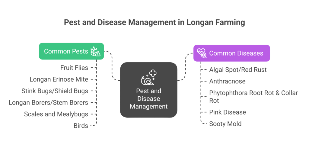 Longan Farming Profit Per Acre
