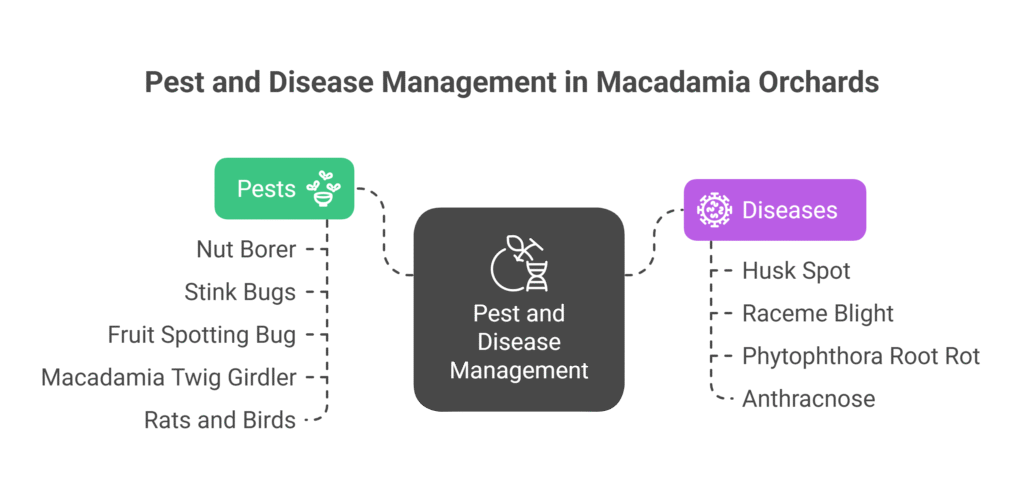Macadamia Nut Farming Profit Per Acre