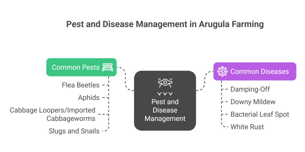 Arugula Farming Profit Per Acre 