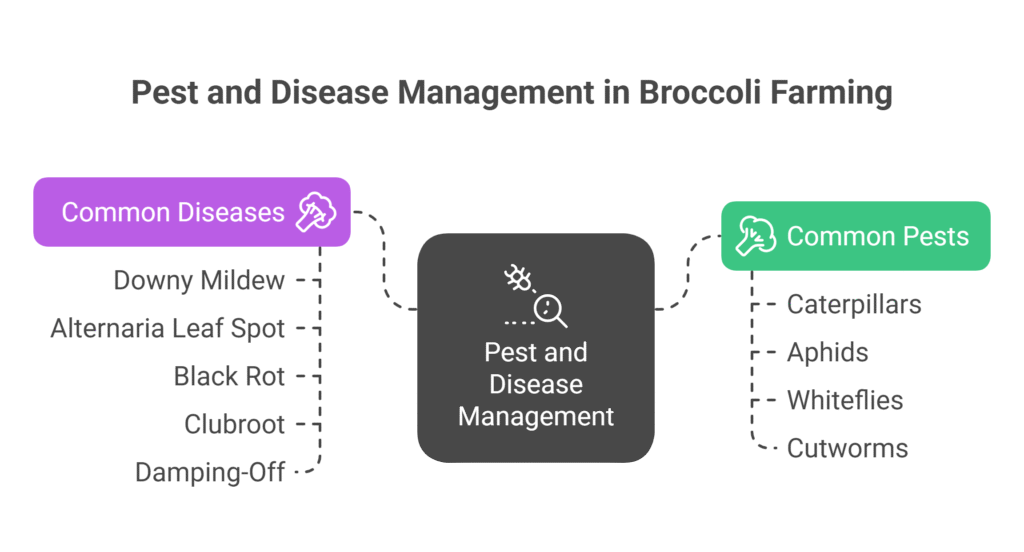 Broccoli Farming Profit Per Acre 