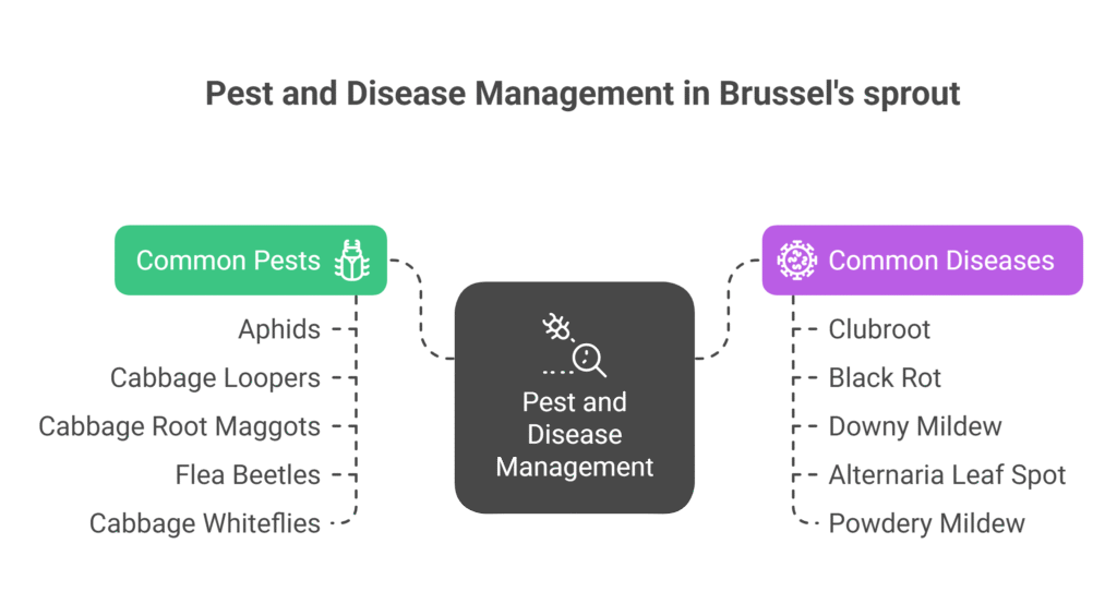 Brussels Sprout Farming Profit Per Acre