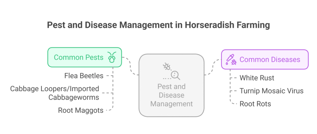 Horseradish Farming Profit Per Acre