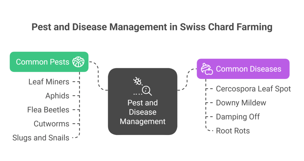 Swiss chard farming Profit Per Acre