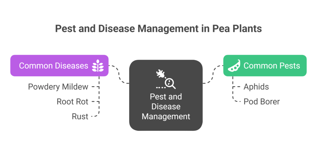 Pea Farming Profit Per Acre