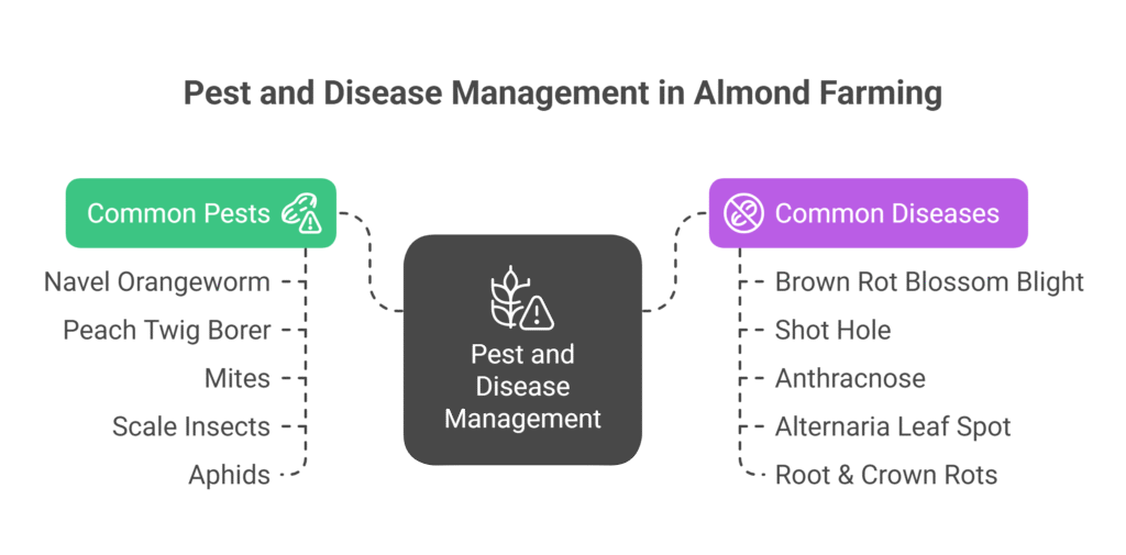 Almond Farming Profit Per Acre