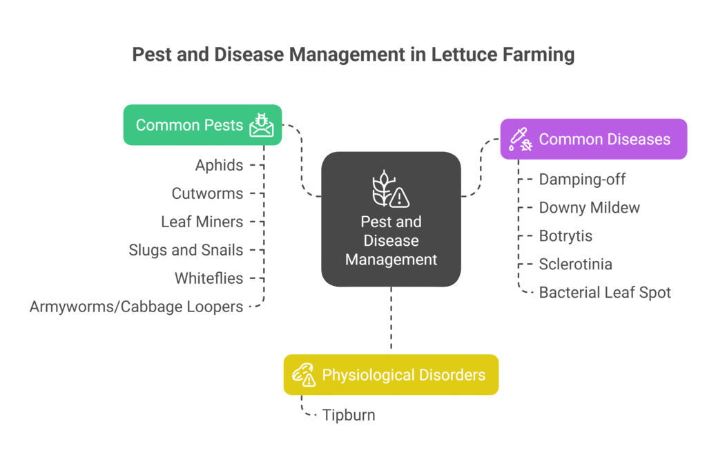 Lettuce Farming Profit Per Acre