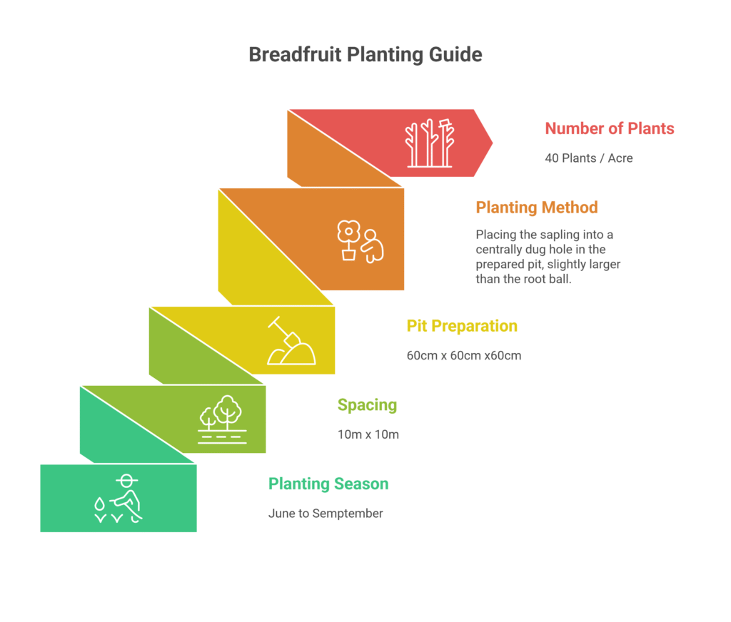 Breadfruit farming profit Per Acre