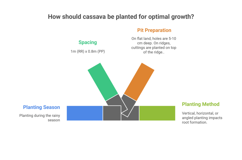 Cassava Farming Profit Per Acre