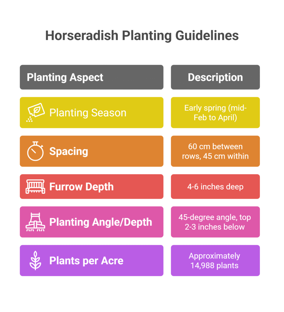 Horseradish Farming Profit Per Acre