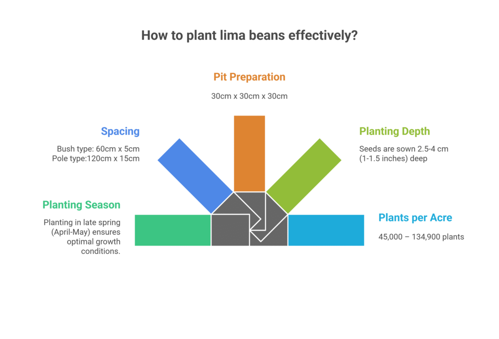 Lima Bean Farming Profit Per Acre