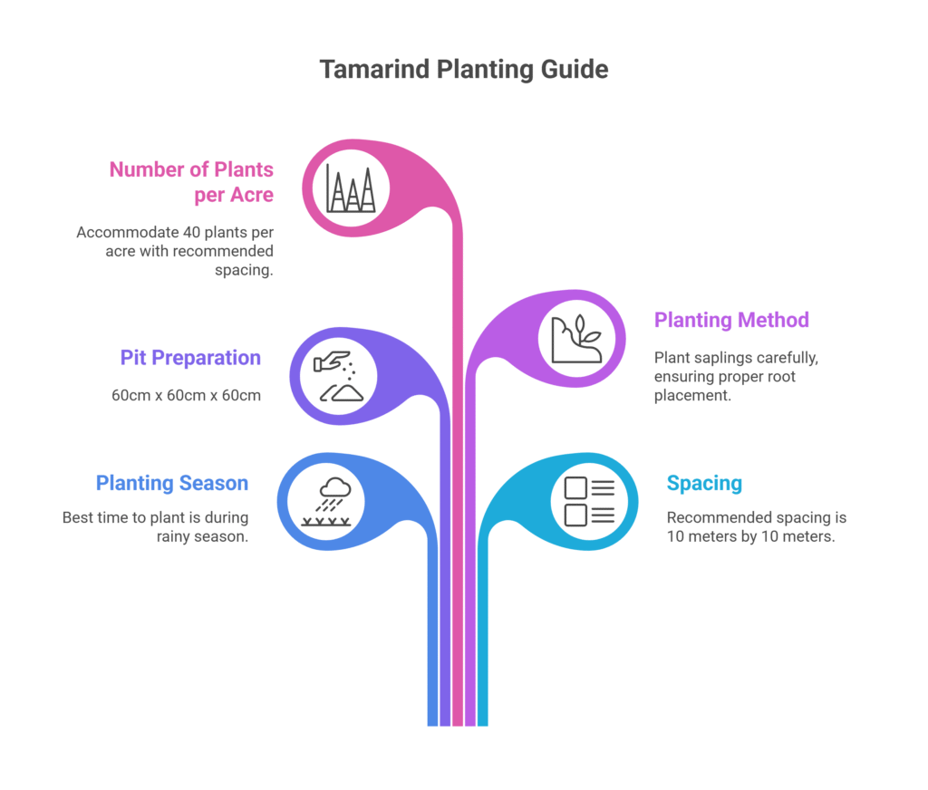 Tamarind Farming Profit Per Acre