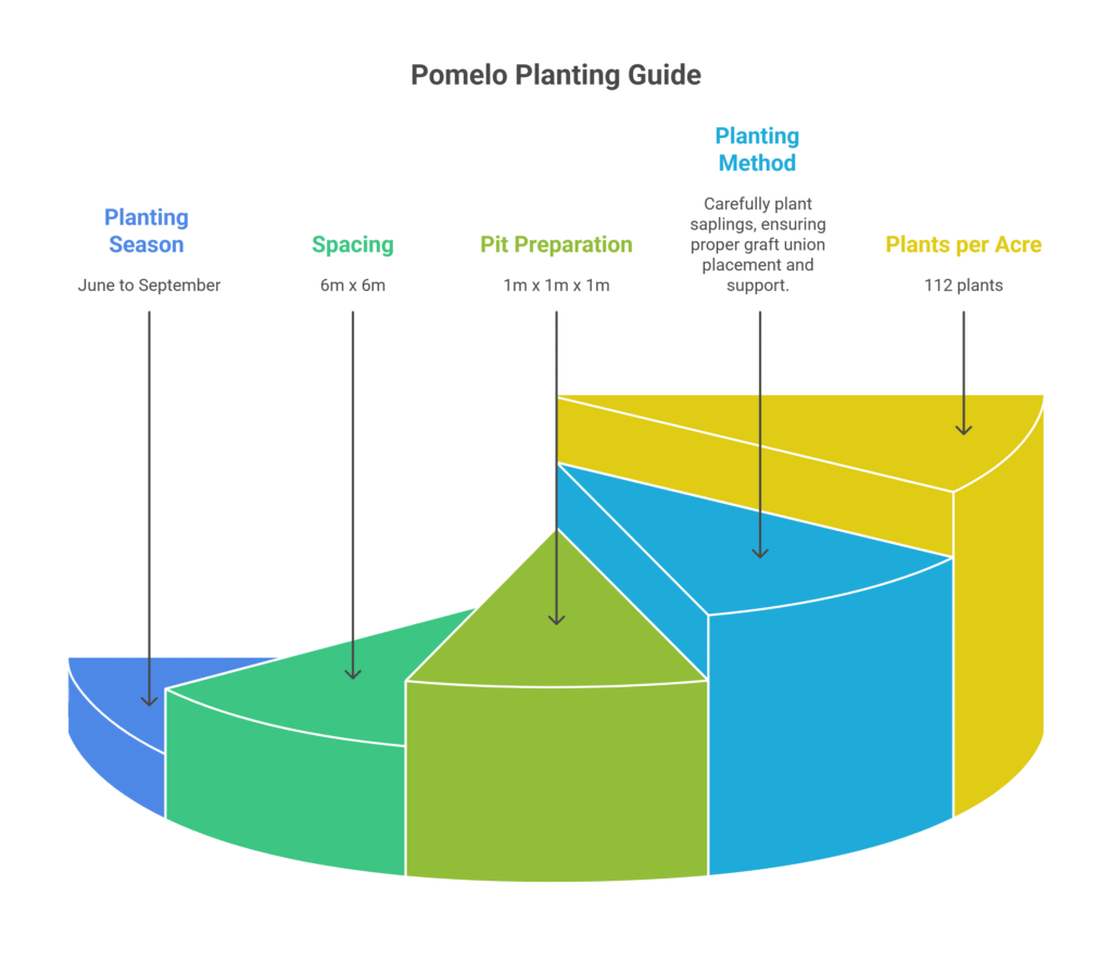 Pomelo farming Profit Per Acre