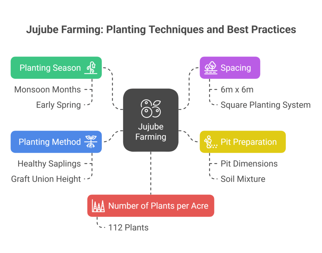 Jujube Farming Profit Per Acre (Apple ber)