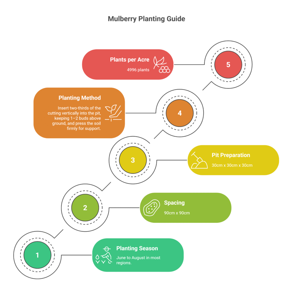 Mulberry Farming Profit Per Acre