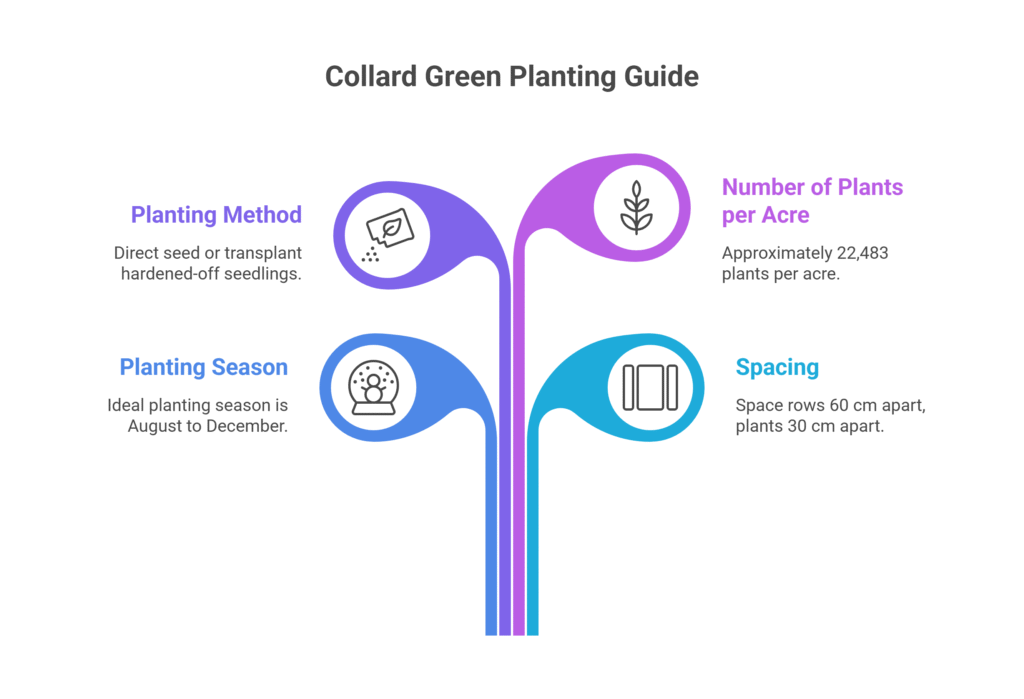 Collard Green Farming Profit Per Acre 
