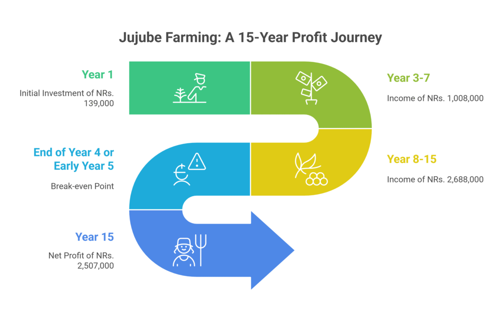 Jujube Farming Profit Per Acre (Apple ber)