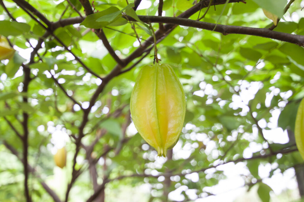 Star Fruit Farming Profit Per Acre (Carambola)