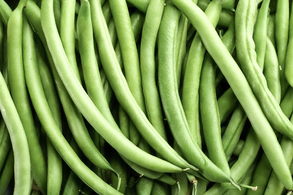 Green Beans Farming Profit Per Acre