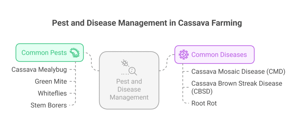 Cassava Farming Profit Per Acre