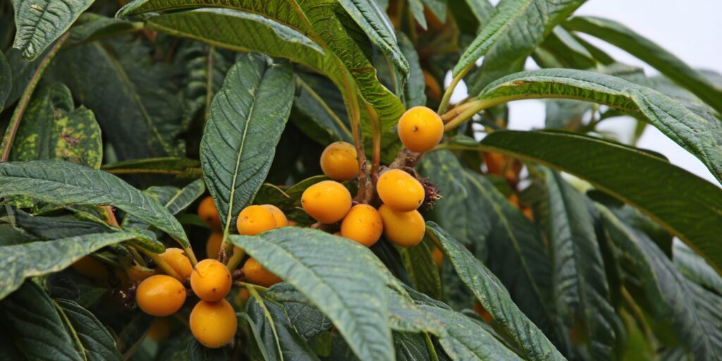 Loquat Farming Profit Per Acre
