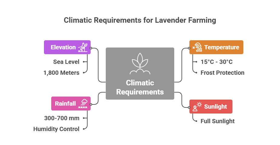 Lavender Farming Profit Per Acre