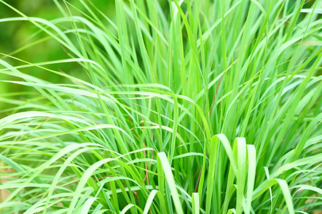 Lemongrass Farming Profit Per Acre