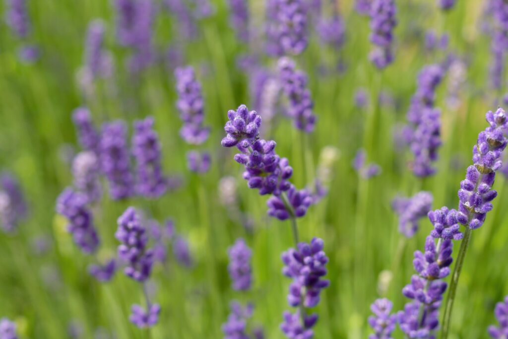 Lavender Farming Profit Per Acre