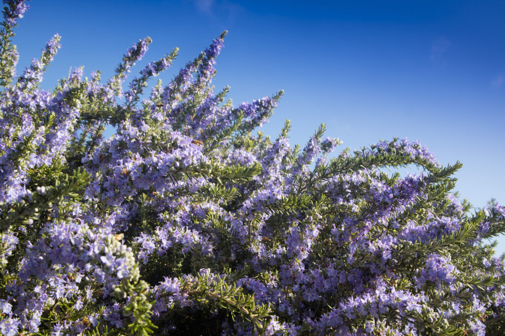 Rosemary Farming Profit Per Acre