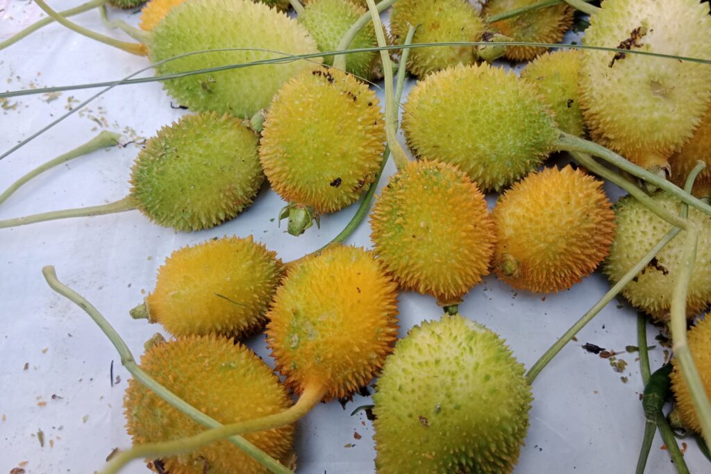 Spine Gourd Farming Profit Per Acre