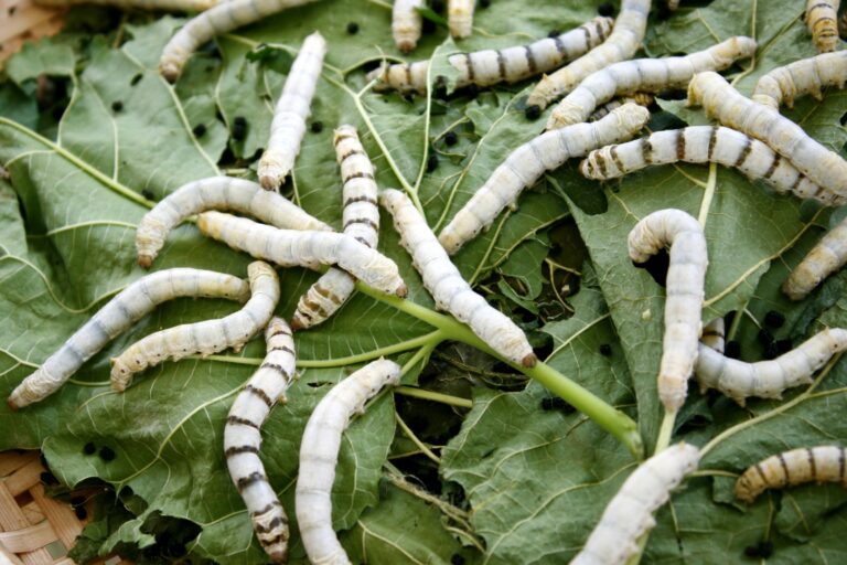 Sericulture Farming Profit per Acre