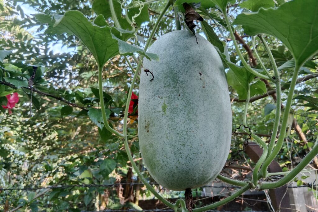 Ash Gourd Farming Profit Per Acre