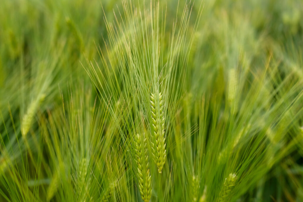 Barley Farming Profit Per Acre