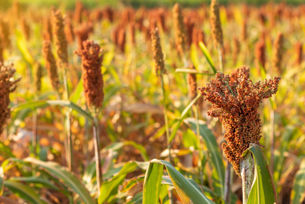 Sorghum Farming Profit Per Acre