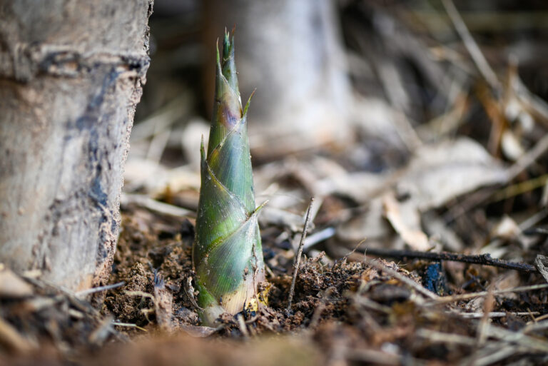 Bamboo Shoot Farming Profit Per Acre