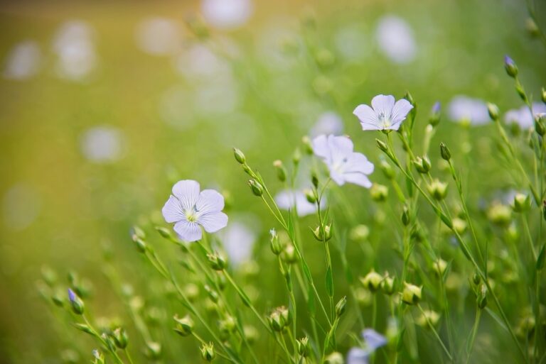 Flax Seed Farming Profit Per Acre