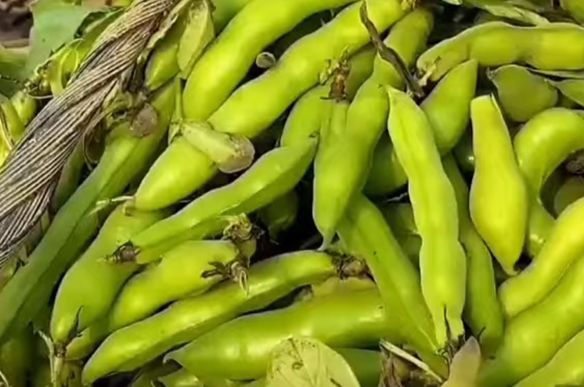 Fava Bean Farming Profit Per Acre
