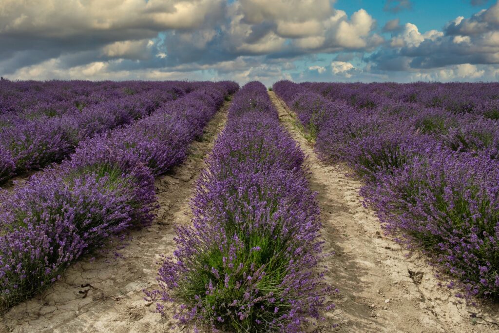Lavender Farming Profit Per Acre