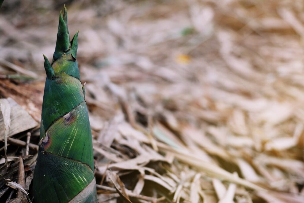 Bamboo Shoot Farming Profit Per Acre