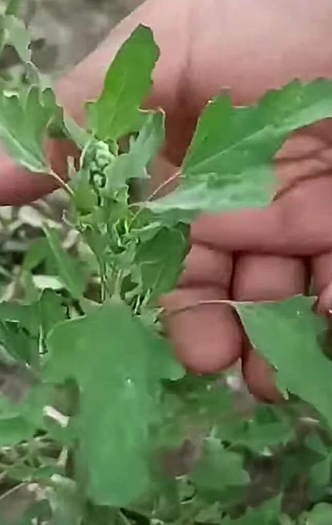 Bathua Farming Profit per Acre