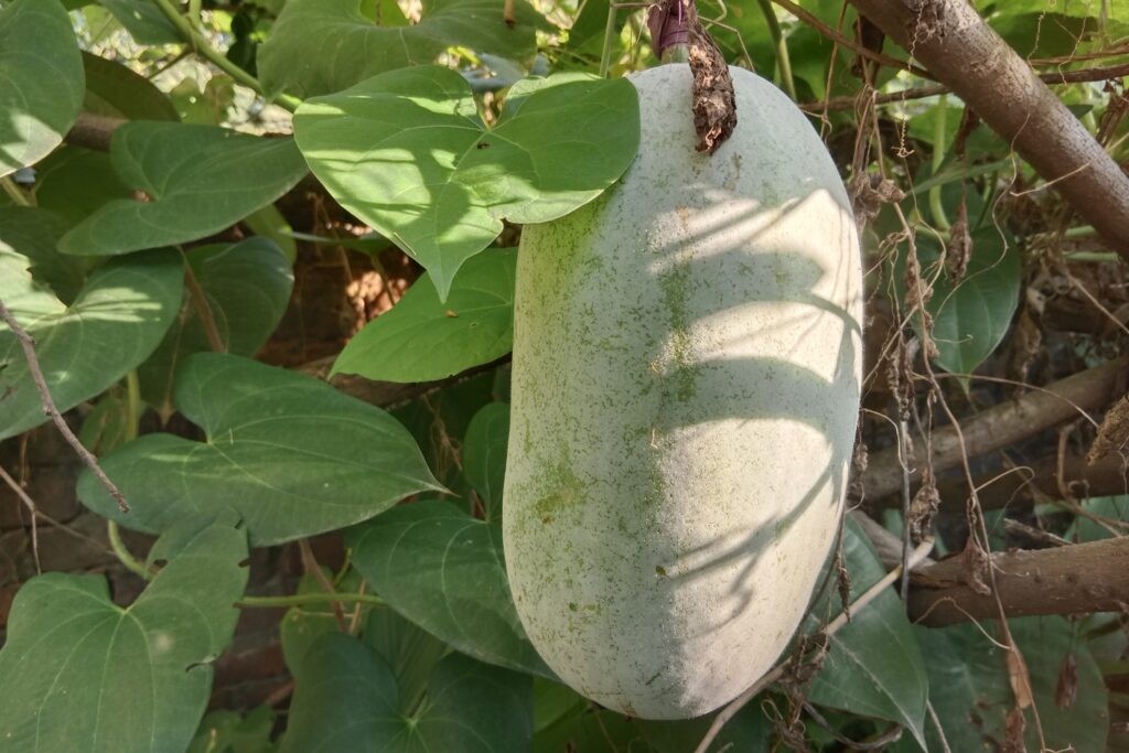 Ash Gourd Farming Profit Per Acre