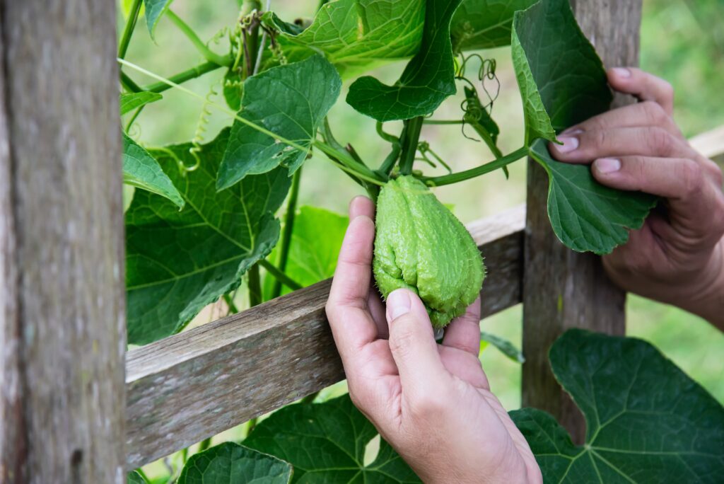 Chayote Farming Profit Per Acre