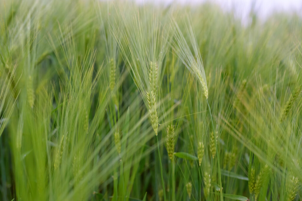 Barley Farming Profit Per Acre