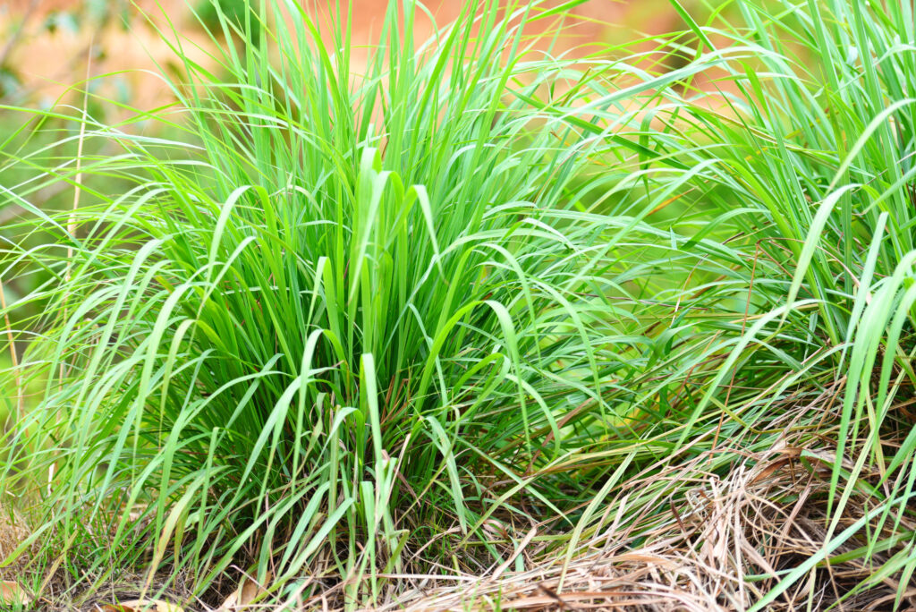 Lemongrass Farming Profit Per Acre