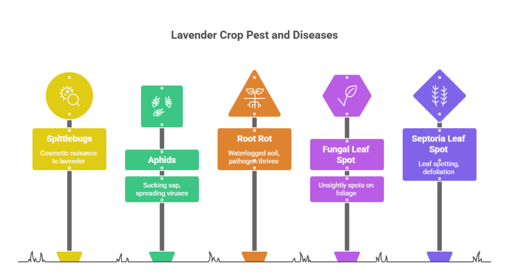 Lavender Farming Profit Per Acre