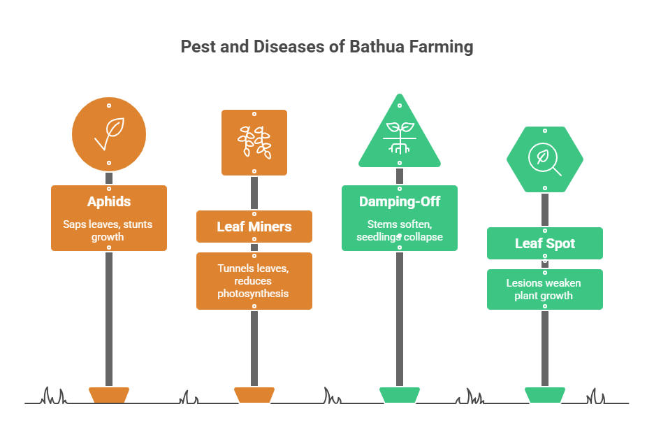 Bathua Farming Profit per Acre
