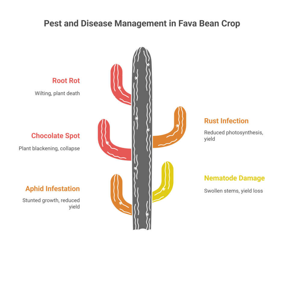 Fava Bean Farming Profit Per Acre
